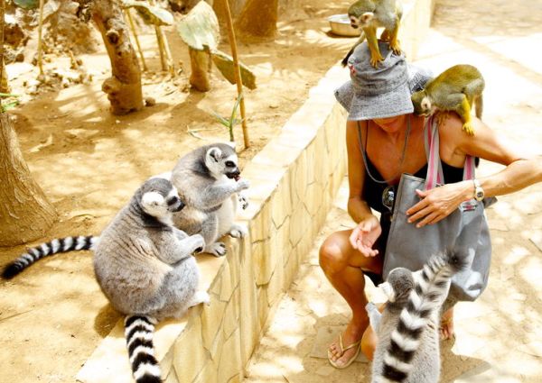 A Monkey Zoo Parkban nemcsak majmokat láthatunk