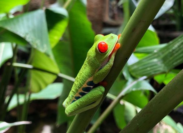2 hét Costa Rica - Balázsék beszámolója
