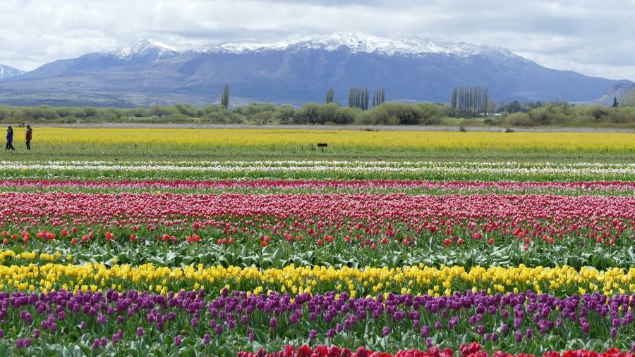 A város legnépszerűbb fesztiválja a tulipánhoz kapcsolódik