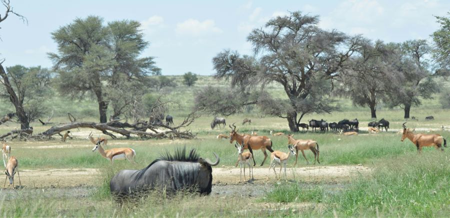 Botswana és Dél-Afrika közös parkja