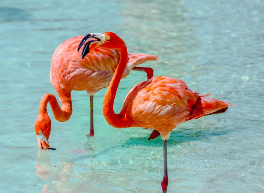 Testközelből figyelhetjük meg a flamingókat
