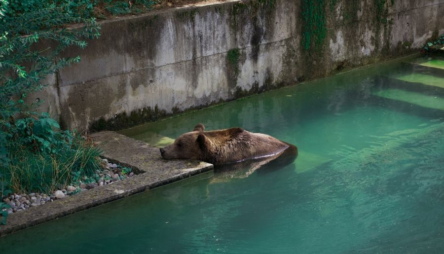Bern címerállata a medve