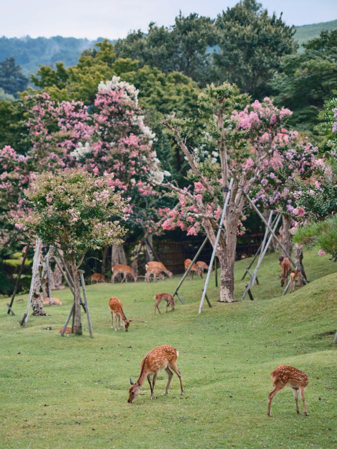 A szelíd szarvasokról híres a park