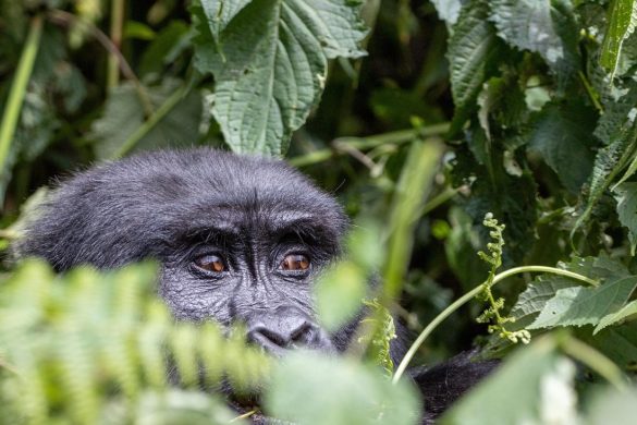 thesszaloniki-l-tnival-k-t-rk-pek-utaz-skatal-gus