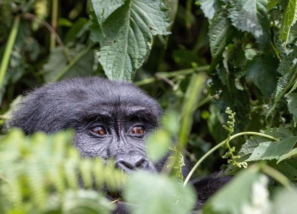 Uganda legszebb helyei