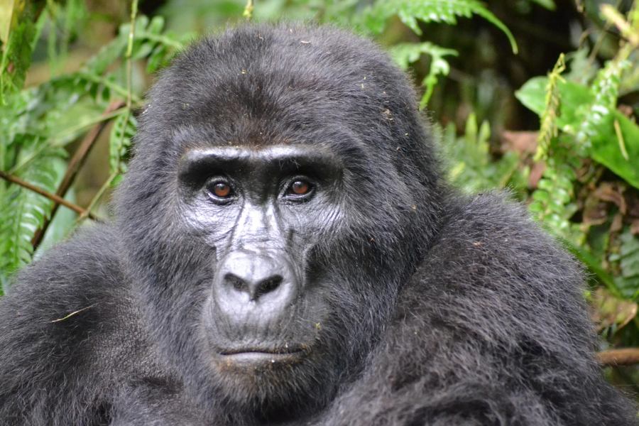 A gorillák egyik fő lakhelye