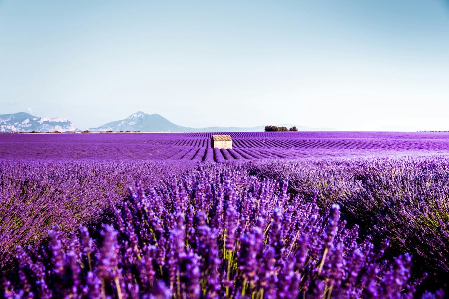 Provence leghíresebb fotója