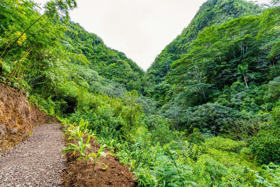 Nem messze már dzsungelben túrázhatunk :)