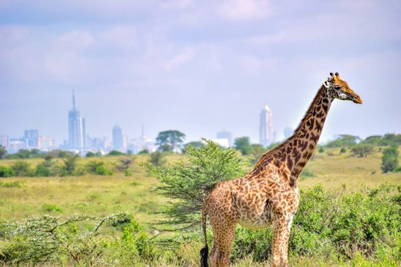 Nairobi tudnivalók utazáshoz